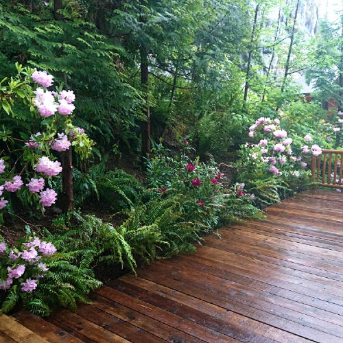Wilderness Landscaping photo of verdant plants surrounding a deck