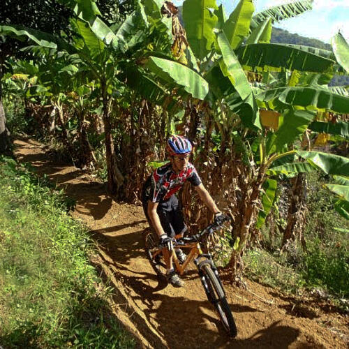 Recreational Trails photo of mountain biker riding a trail surrounded by banana trees